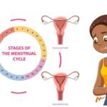 Menstrual cycle stages of menstrual cycle