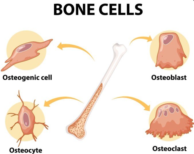 Connection Between BMI, DEXA Test & Bone Density 1 bone cells