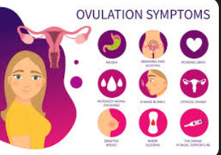Signs Ovulation Is Over: Know Your Cycle Clearly 2 image