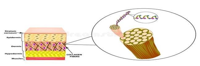 Does Collagen Make You Gain Weight? Discover 1 image