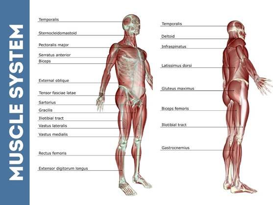 Lean Body: Guide to Building a Strong, Defined, and Healthy Physique 1 lean body