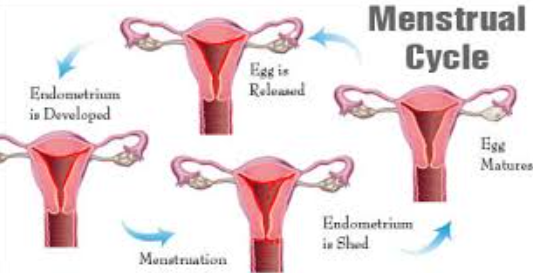 When Least Fertile: Understand Your Cycle with Confidence 1 image